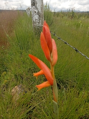 Dichromanthus aurantiacus