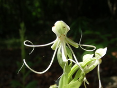 Habenaria macroceratitis