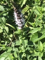 Mentha spicata
