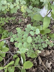 Thalictrum venulosum