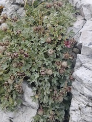 Potentilla nitida