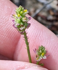 Polygala nuttallii