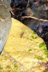 Isotomurus palustris