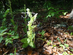Habenaria macroceratitis