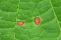 Acericecis ocellaris