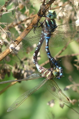 Aeshna constricta