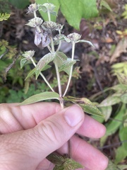 Pycnanthemum muticum