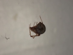 Parasteatoda