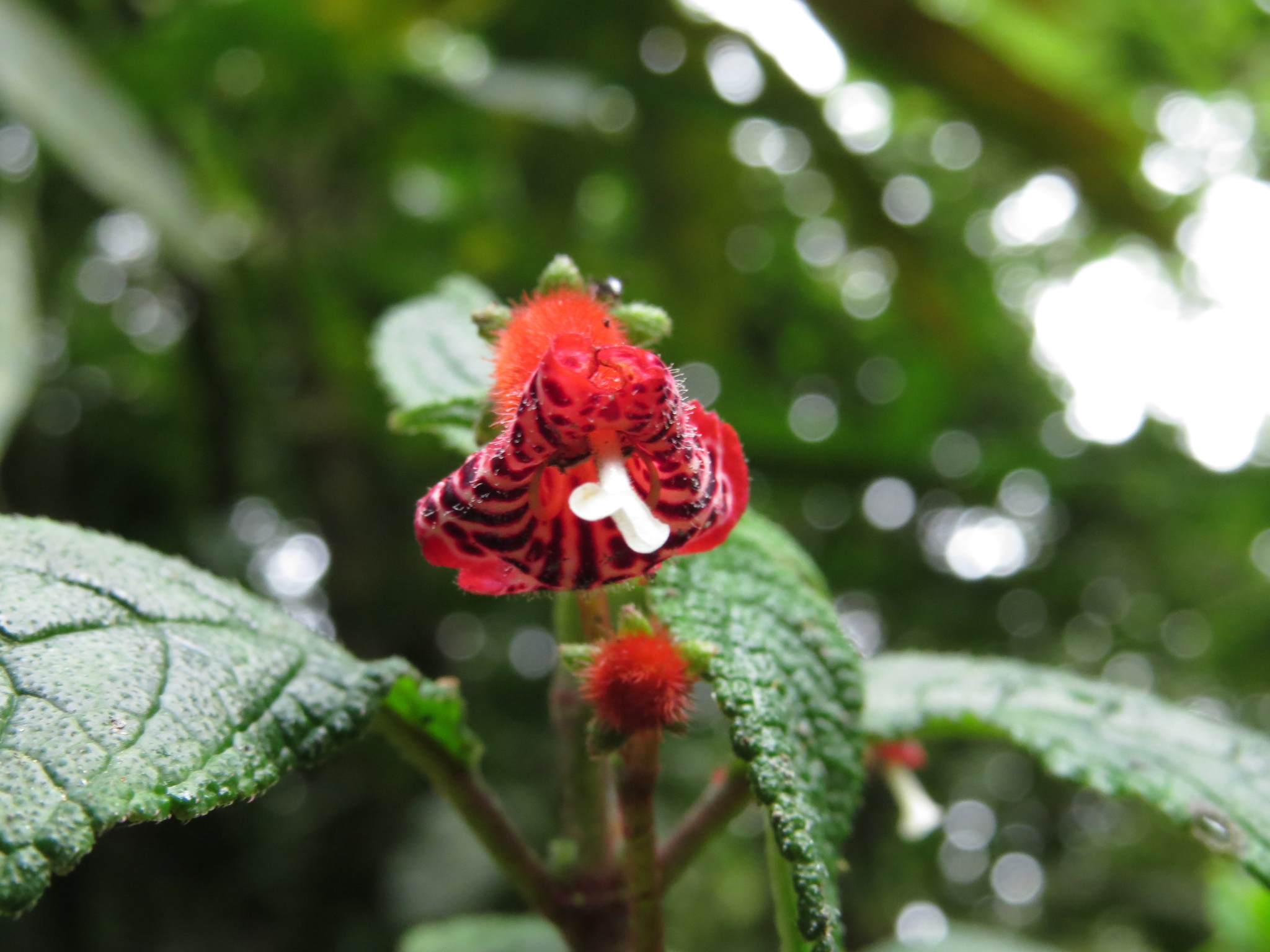 Kohleria inaequalis var. ocellata