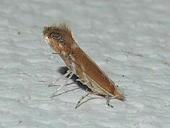 Cameraria quercivorella