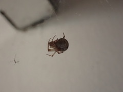 Parasteatoda