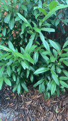 Prunus laurocerasus