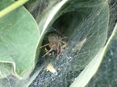 Allagelena gracilens