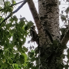 Dendrocopos major