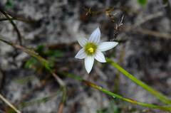 Romulea
