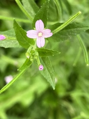Epilobium ciliatum