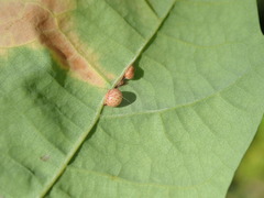 Neuroterus anthracinus