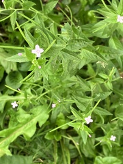 Epilobium ciliatum