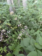 Hylodesmum glutinosum