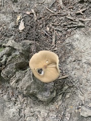 Oudemansiella