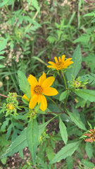 Bidens polylepis