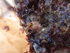 Megabalanus californicus