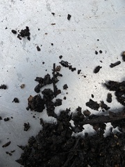 Tenebrionoidea