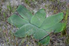 Brunsvigia orientalis