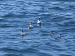 Phalaropus fulicarius