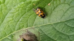 Ceratomegilla notata