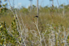 Macrodiplax balteata