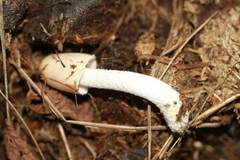 Bolbitius coprophilus