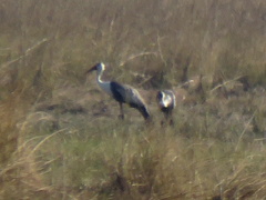 Bugeranus carunculatus