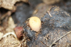 Bolbitius coprophilus