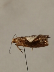 Epinotia brunnichana