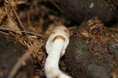 Bolbitius coprophilus