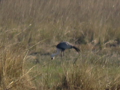 Bugeranus carunculatus