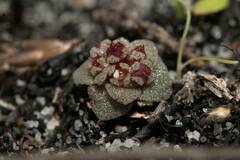 Crassula umbellata