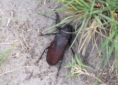 Agrianome spinicollis