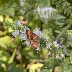 Pyrausta subsequalis