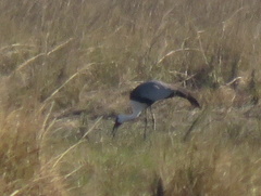 Bugeranus carunculatus