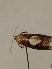 Epinotia brunnichana