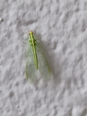 Chrysoperla rufilabris