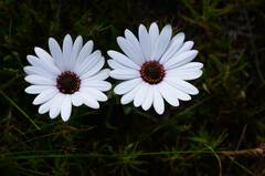 Dimorphotheca