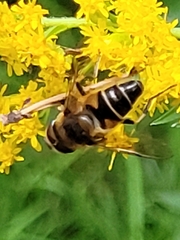 Eristalis pertinax