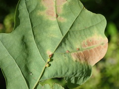 Neuroterus anthracinus