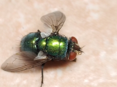 Lucilia