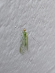 Chrysoperla rufilabris