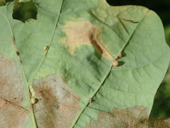 Neuroterus anthracinus