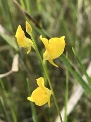 Utricularia juncea
